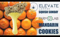 SQUISH SUNDAY - FARM 2 LAB - MANDARIN COOKIES
